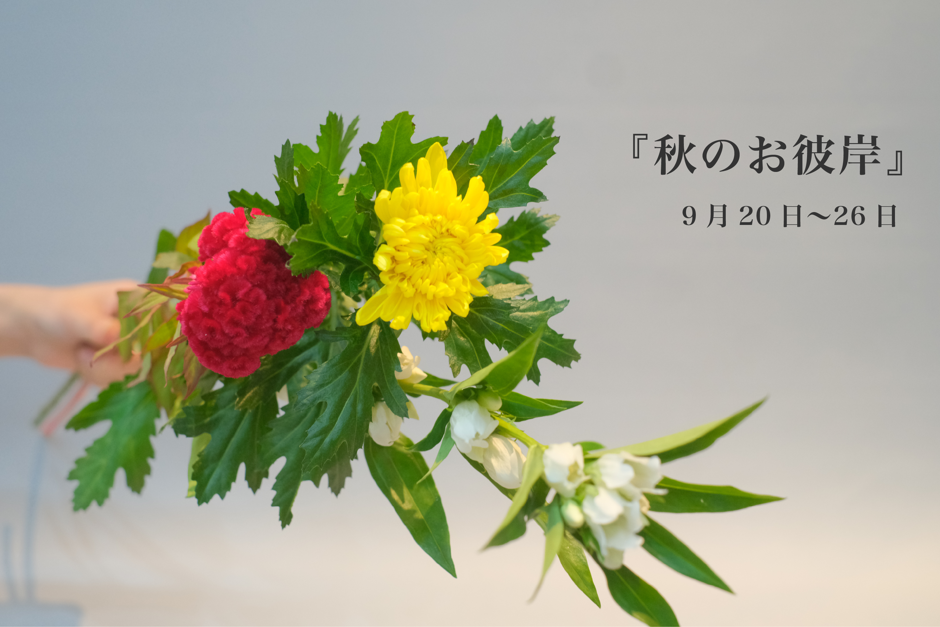 今月のおすすめ